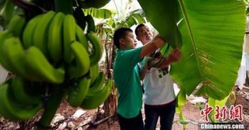 “更多香蕉”项目提升香蕉品质 增加蕉农收益
