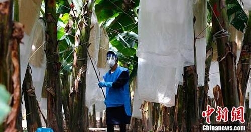 “更多香蕉”项目提升香蕉品质 增加蕉农收益