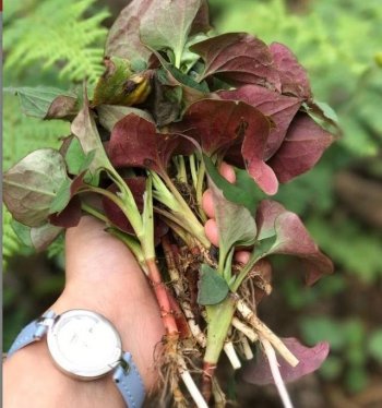 农村田间一杂草，药用价值比肩灵芝！庄嫁人却拿它喂猪！