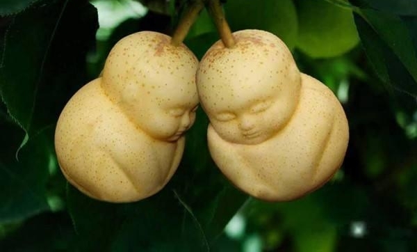 各种奇怪形状的水果价格都很高，为啥它却卖不出去，农民遭了秧！