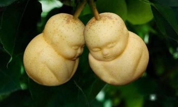 各种奇怪形状的水果价格都很高，为啥它却卖不出去，农民遭了秧！