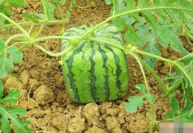 各种奇怪形状的水果价格都很高，为啥它却卖不出去，农民遭了秧！