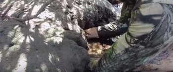 男子野外冒险将手伸入石缝，竟摸到这一神奇生物