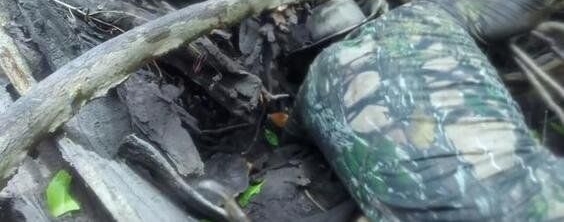 男子野外冒险将手伸入石缝，竟摸到这一神奇生物