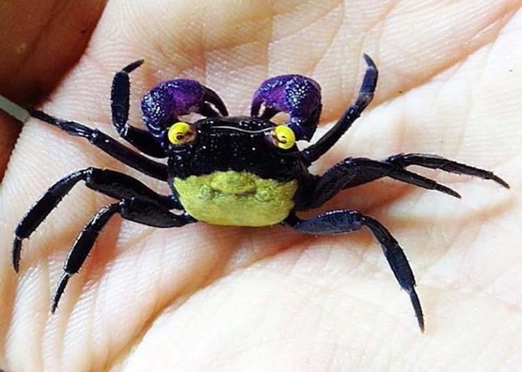 男子野外冒险将手伸入石缝，竟摸到这一神奇生物