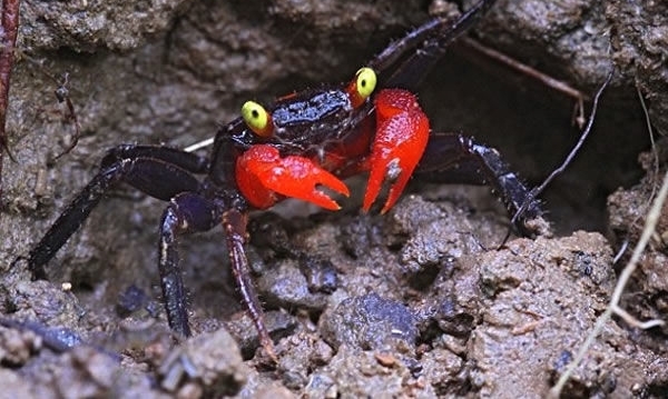 男子野外冒险将手伸入石缝，竟摸到这一神奇生物