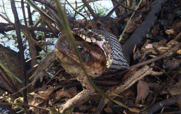 剧毒蛇吞下一只蟾蜍后, 中毒身亡暴尸荒野