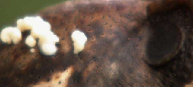 剧毒蛇吞下一只蟾蜍后, 中毒身亡暴尸荒野