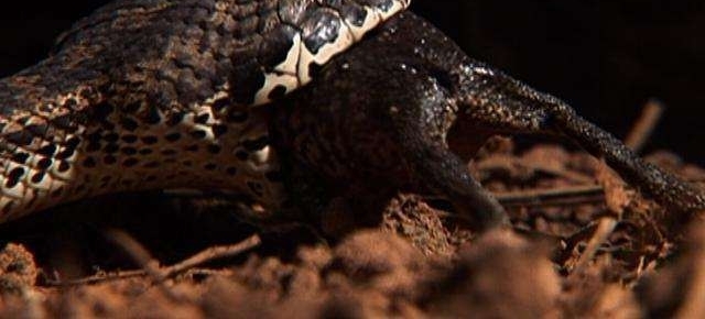 剧毒蛇吞下一只蟾蜍后, 中毒身亡暴尸荒野