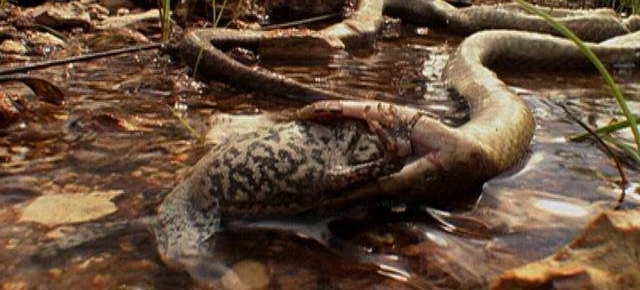剧毒蛇吞下一只蟾蜍后, 中毒身亡暴尸荒野