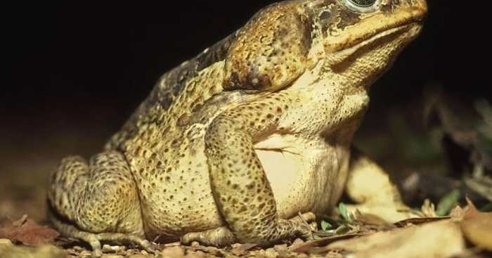 剧毒蛇吞下一只蟾蜍后, 中毒身亡暴尸荒野