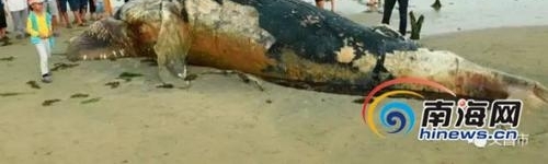 文昌海滩发现一头死鲸鱼 死亡原因有待鉴定