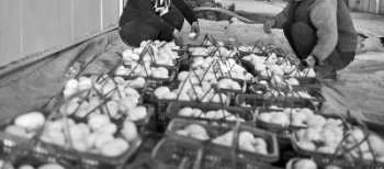 临泽县宛丰农业公司工人在采摘双孢菇