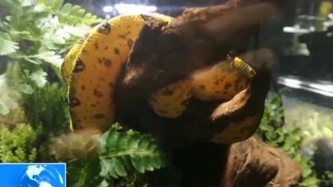 警惕|外来物种邮寄入境增多 违法且影响国家生物安全