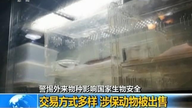 警惕|外来物种邮寄入境增多 违法且影响国家生物安全