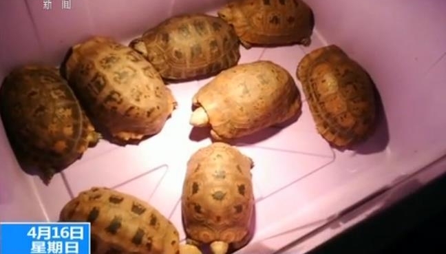 警惕|外来物种邮寄入境增多 违法且影响国家生物安全