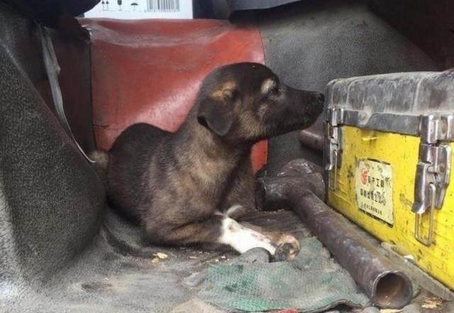 男子从野外捡回一只狗，回家后给它找了个巨型保镖！