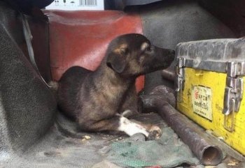 男子从野外捡回一只狗，回家后给它找了个巨型保镖！