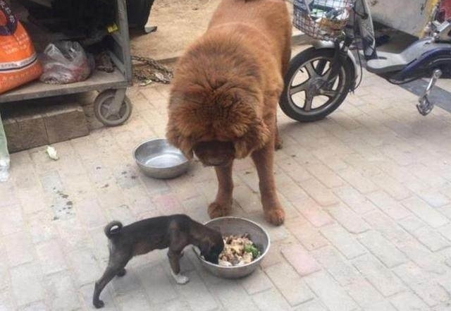 男子从野外捡回一只狗，回家后给它找了个巨型保镖！