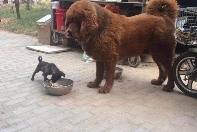 男子从野外捡回一只狗，回家后给它找了个巨型保镖！