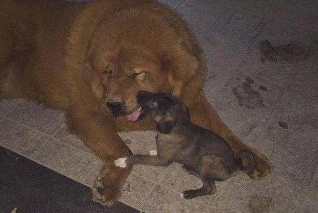 男子从野外捡回一只狗，回家后给它找了个巨型保镖！