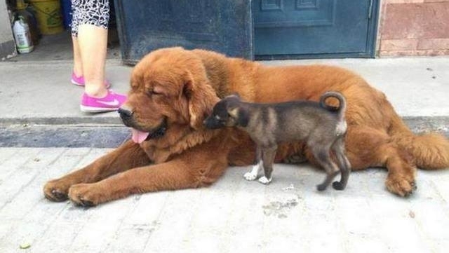 男子从野外捡回一只狗，回家后给它找了个巨型保镖！