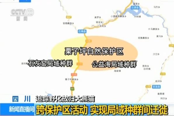 中国放归野外大熊猫“张想”被拍：野性十足