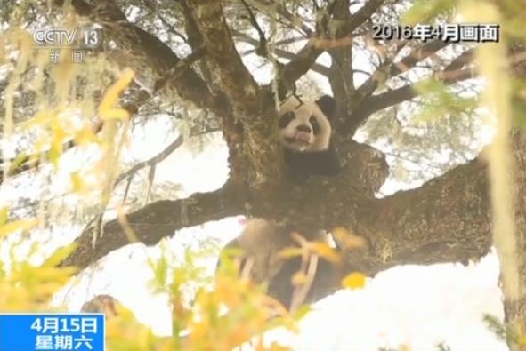 中国放归野外大熊猫“张想”被拍：野性十足