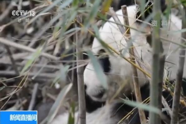 中国放归野外大熊猫“张想”被拍：野性十足