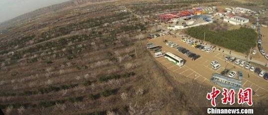 中国漫瀚调之乡杏花节开幕 浩瀚花海万人赏