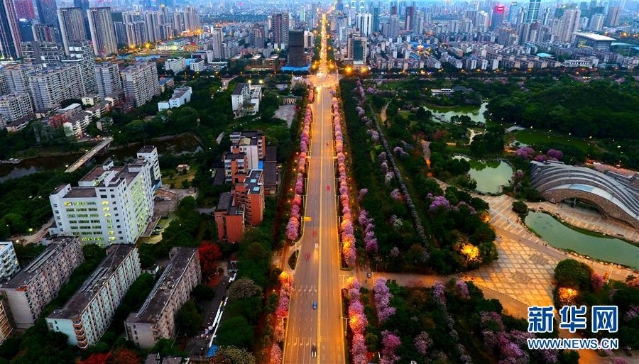 广西柳州：百条街道花成海