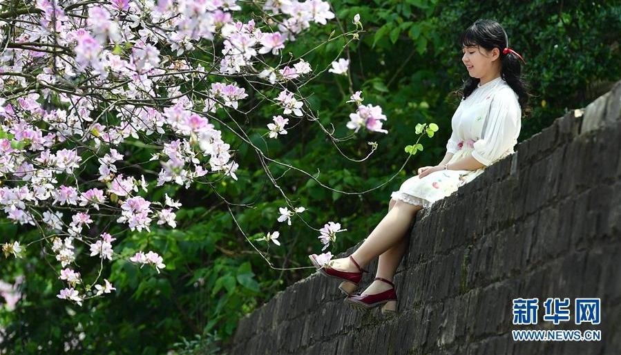 广西柳州：百条街道花成海