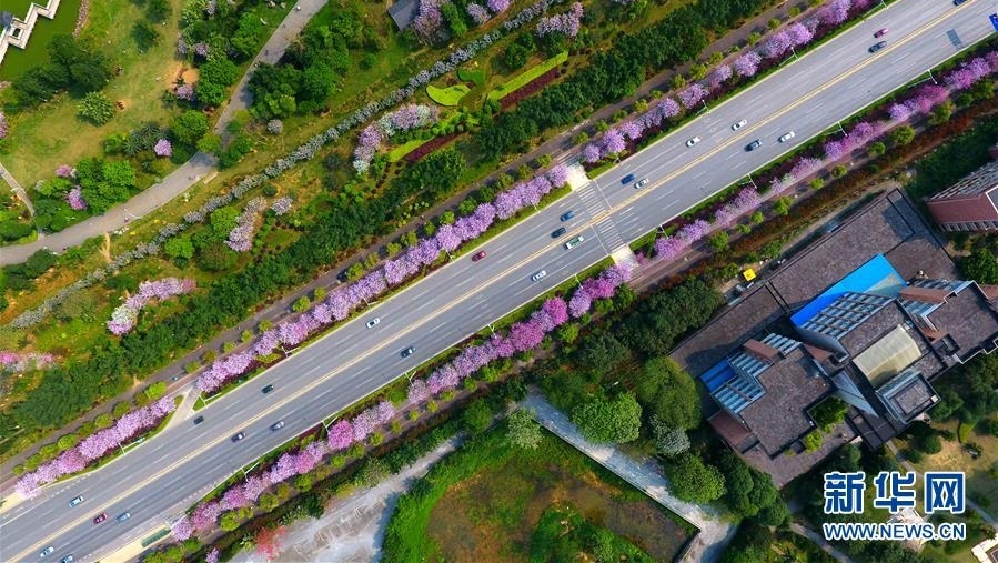 广西柳州：百条街道花成海