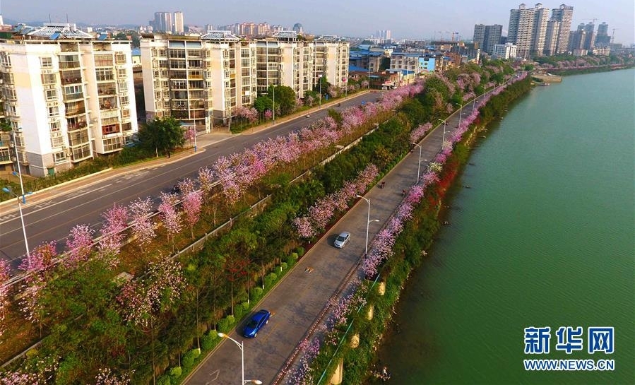 广西柳州：百条街道花成海
