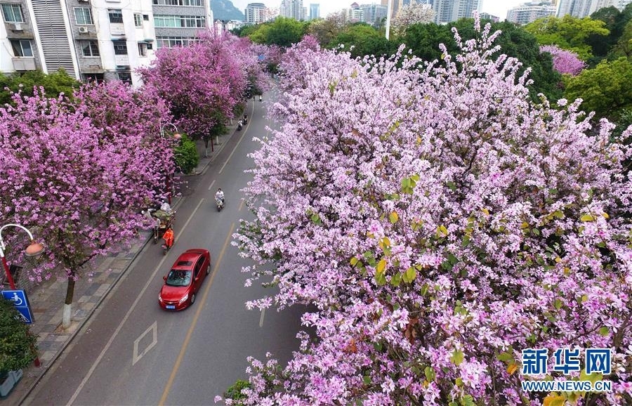 广西柳州：百条街道花成海