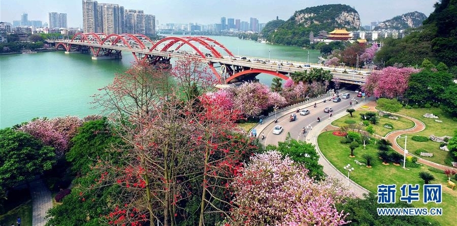 广西柳州：百条街道花成海
