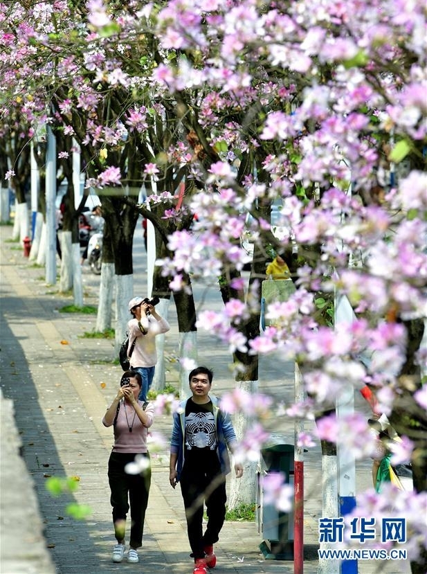 广西柳州：百条街道花成海