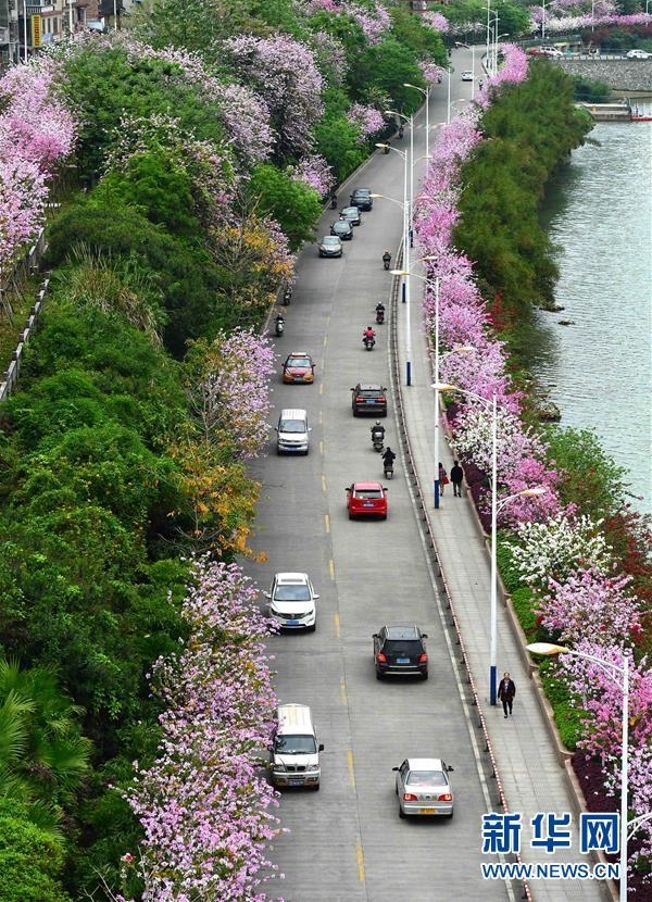 广西柳州：百条街道花成海