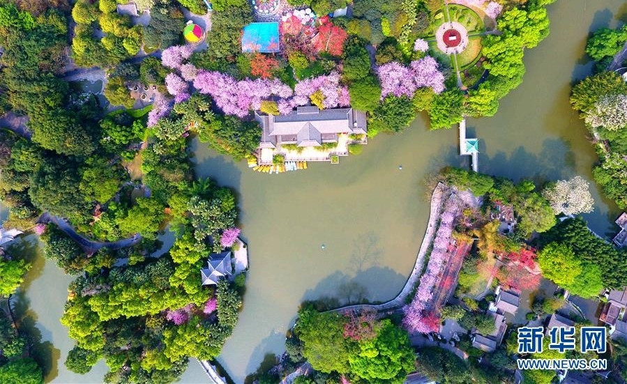 广西柳州：百条街道花成海