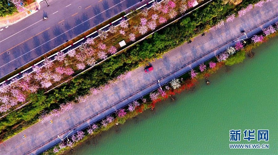 广西柳州：百条街道花成海