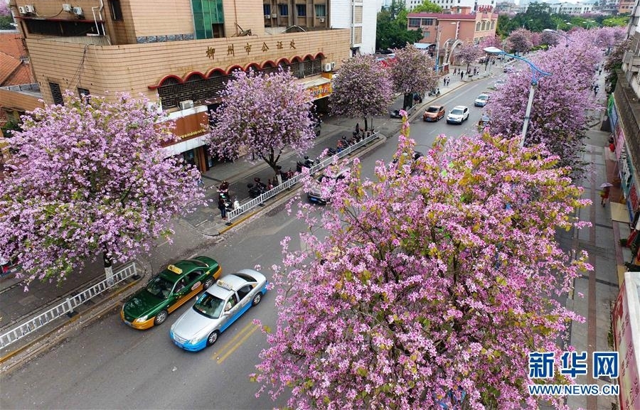 广西柳州：百条街道花成海