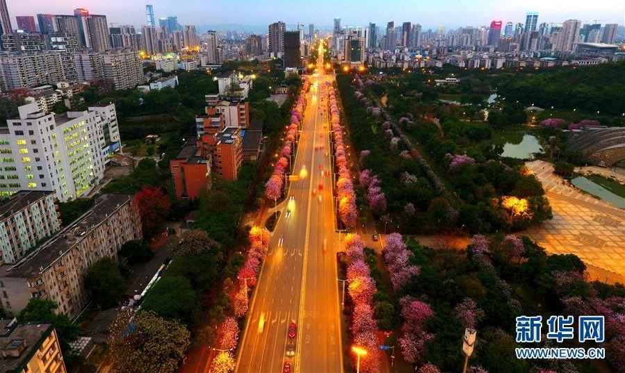 广西柳州：百条街道花成海