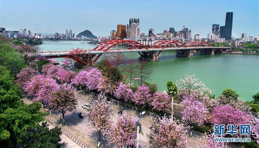广西柳州：百条街道花成海