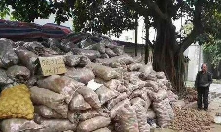 市民一夜买光32吨土豆 只为让他早点回家